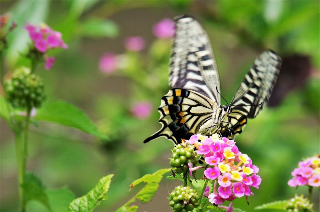 昨日のアゲハ (1)