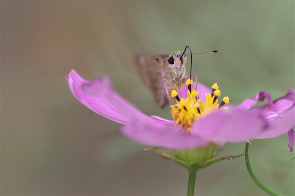 今日のセセリ (2)