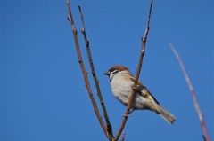 スズメちゃん (2)