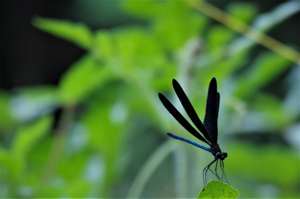 今日のトンボ (3)