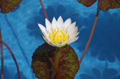昨日の花 (3)