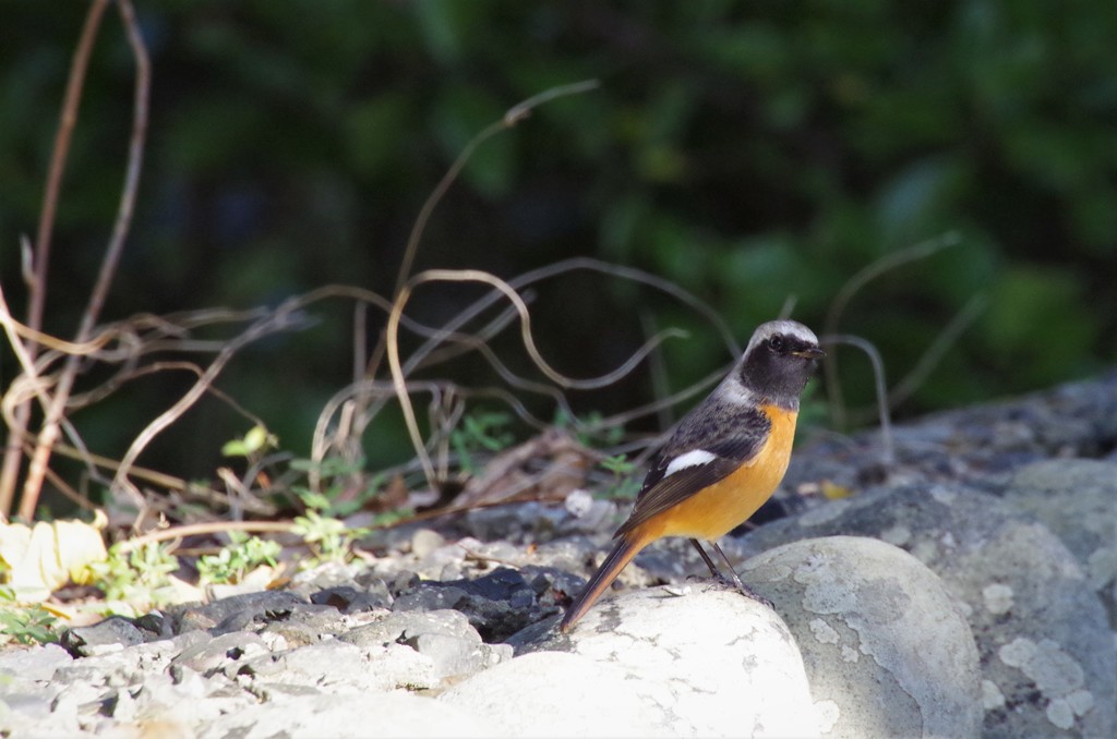 昨日のジョビ君 (1)