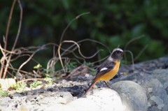 昨日のジョビ君 (1)