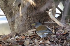 一昨日のシロハラ