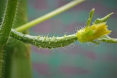 庭先のきゅうり