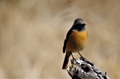 昨日のジョビ君  (2)