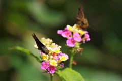 まだまだ 、いくでぇ