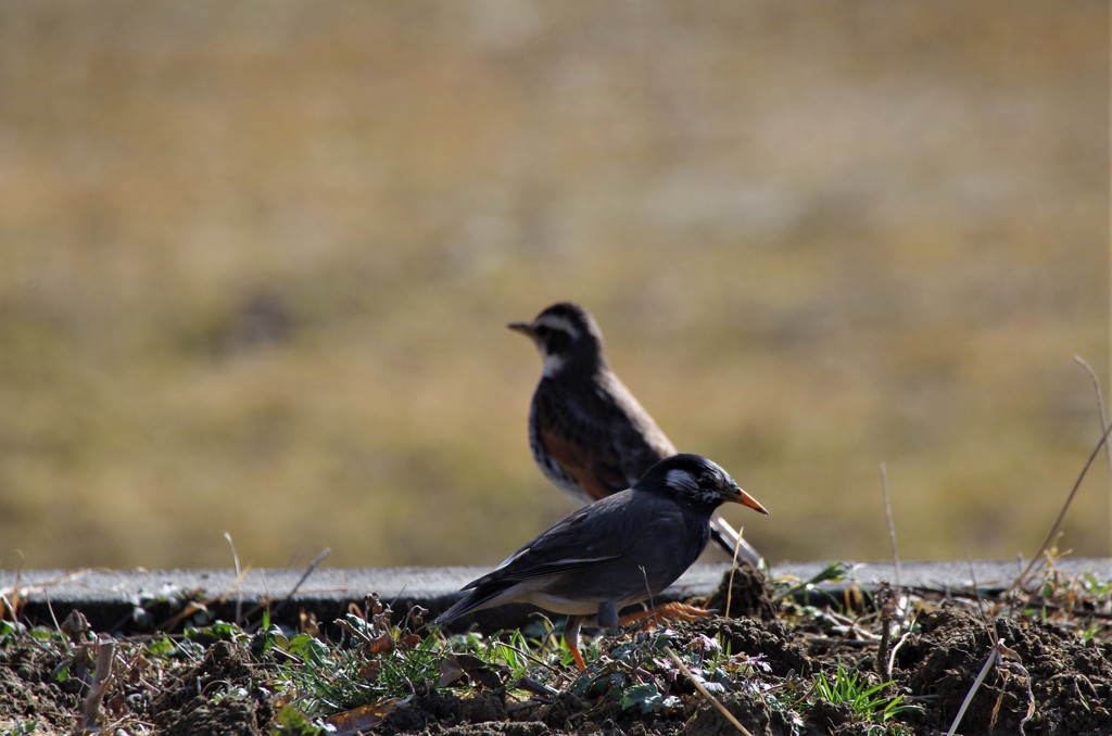 ムクドリとツグミ (2)