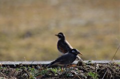 ムクドリとツグミ (2)