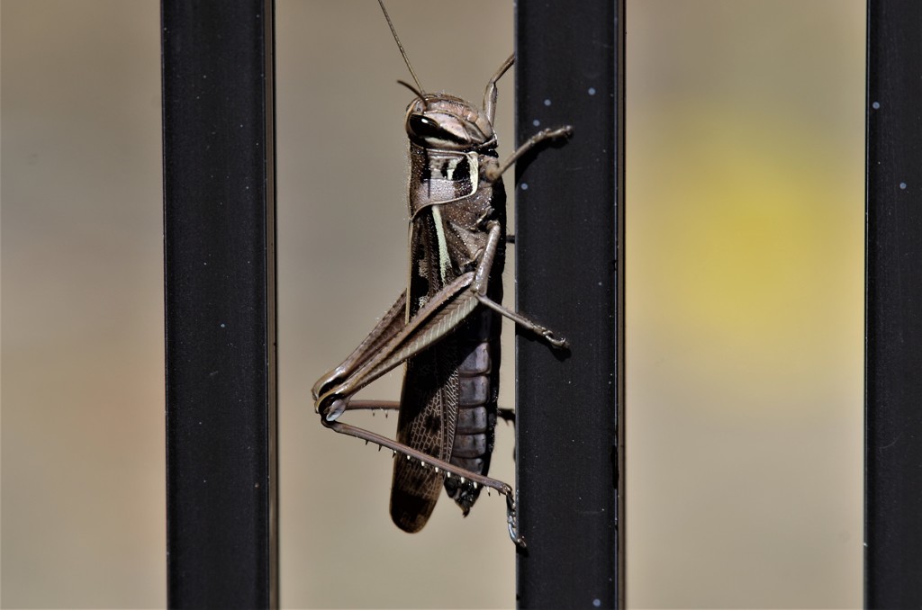 バッタちゃん (2)