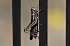 バッタちゃん (2)