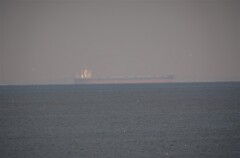 船と海鳥