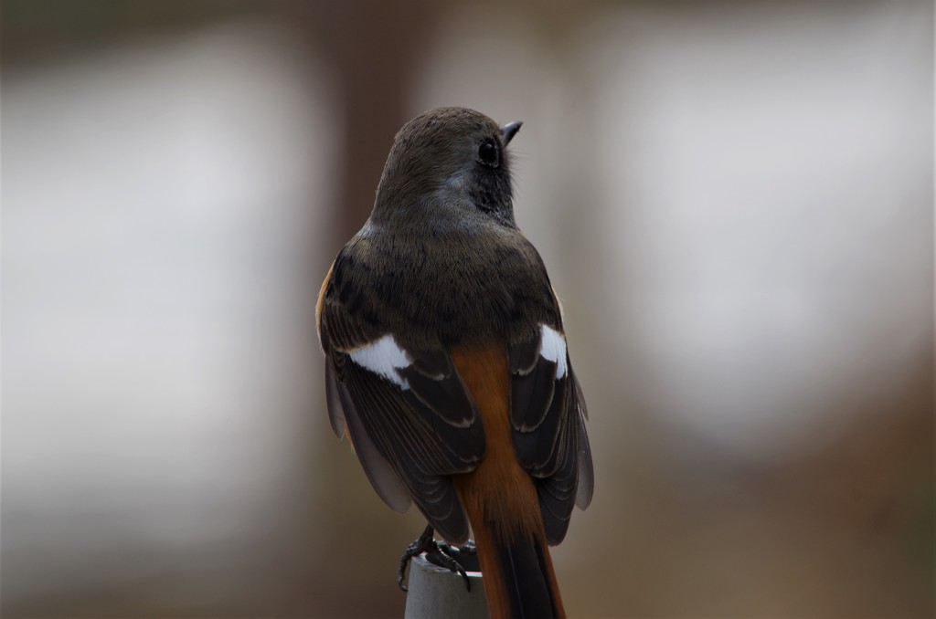 いつものジョビ君 (2)