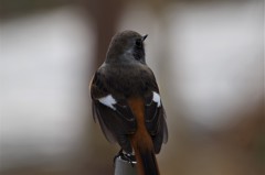 いつものジョビ君 (2)