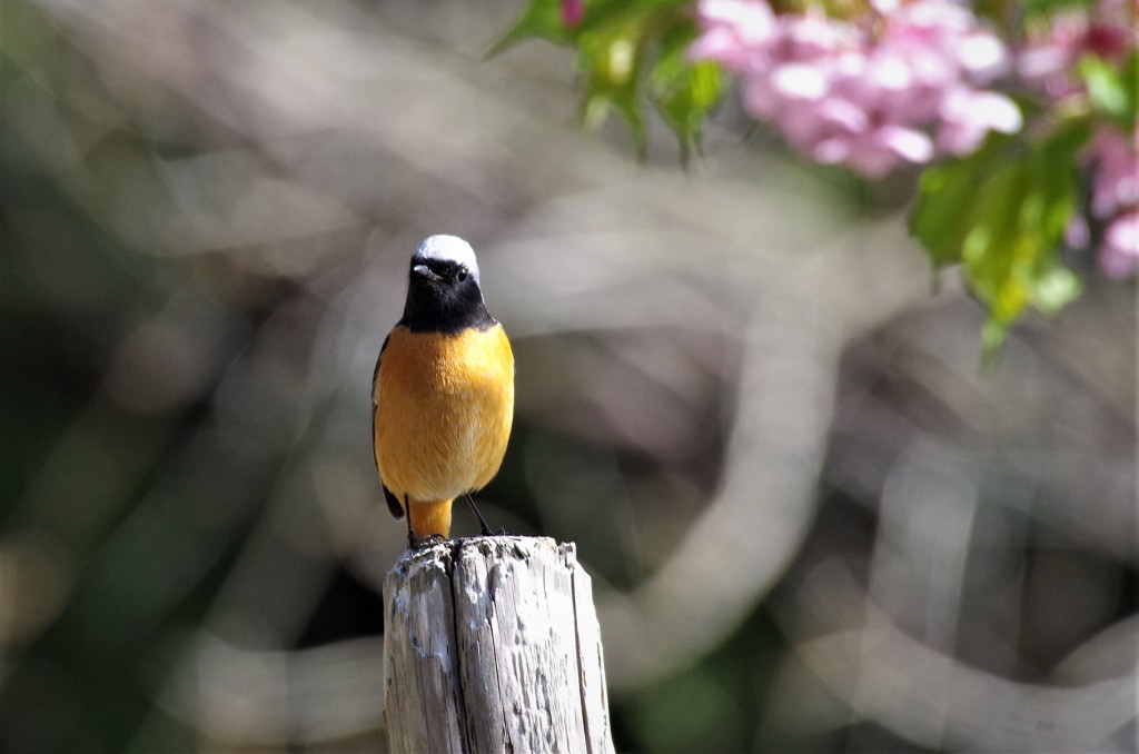 一昨日のジョビ君 (1)