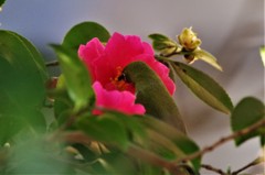 昨日のメジロ (3)