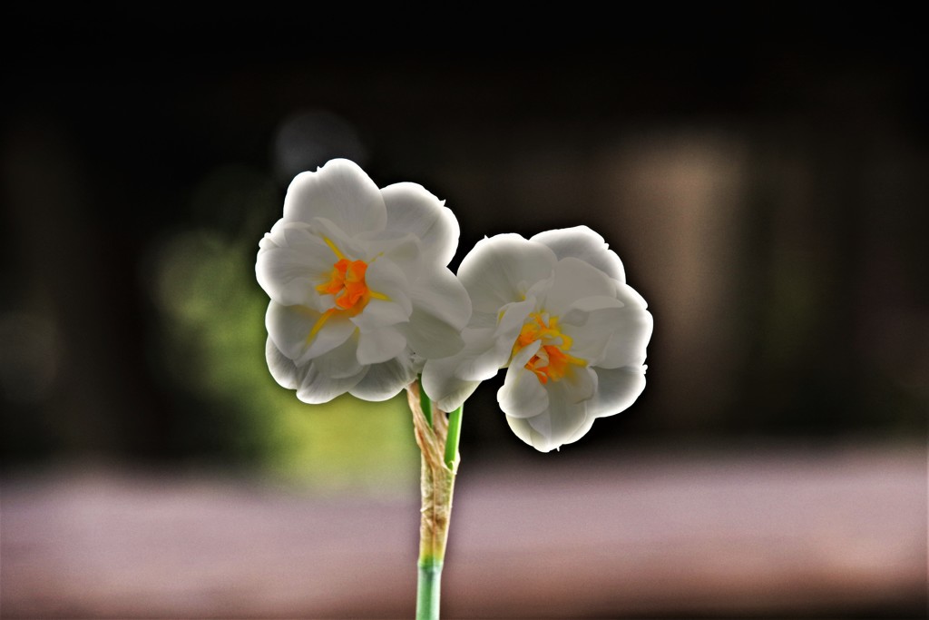 昨日の花