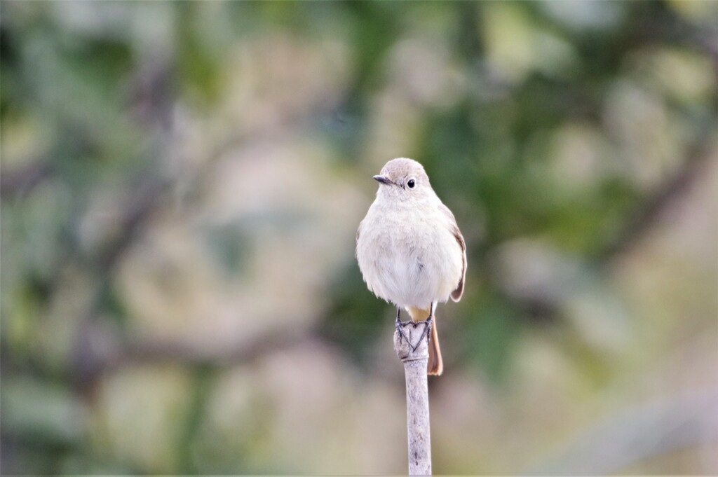 昨日の野鳥 (1)