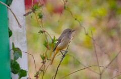今日の野鳥 (3)