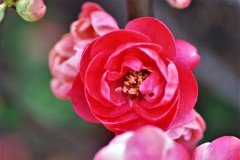 庭先にて (2)