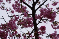 春ですね・・・