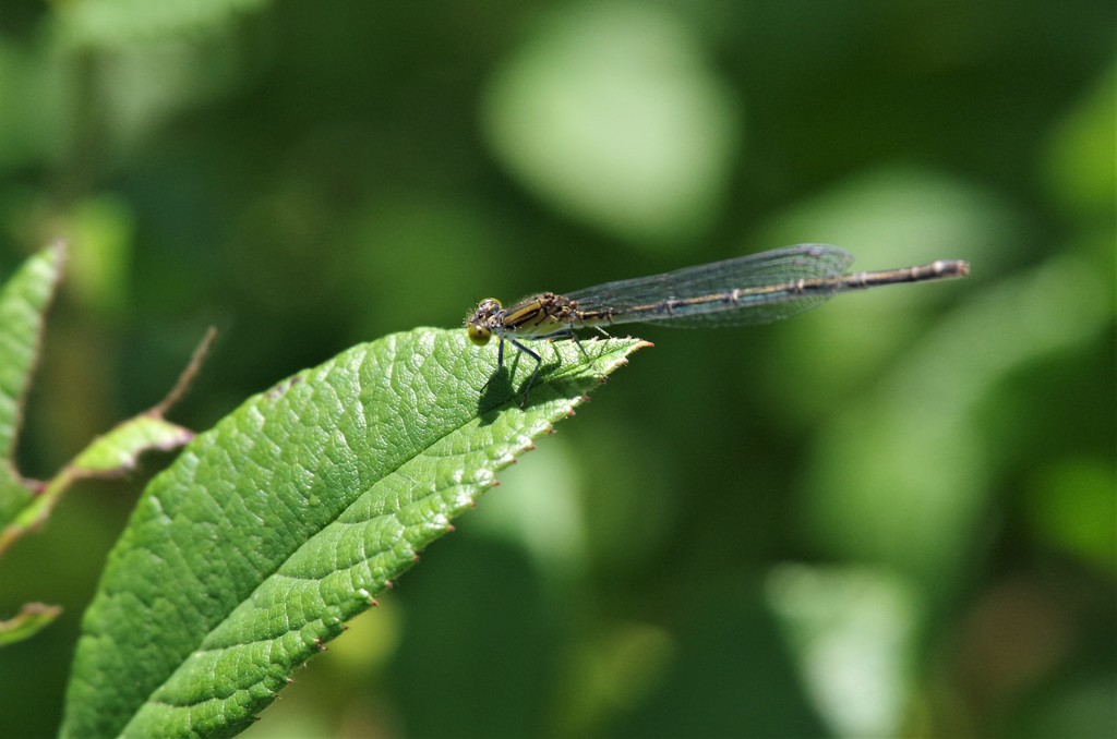 今日のトンボ (1)