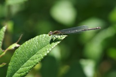 今日のトンボ (1)