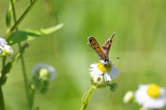 昨日のベニちゃん (1)