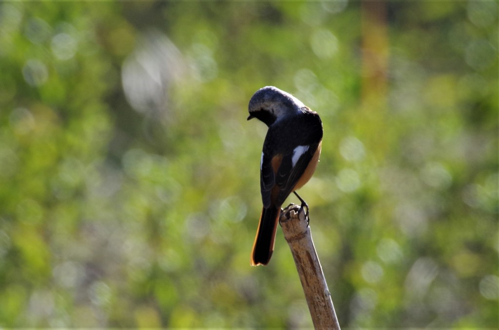 一昨日のジョビ君 (2)