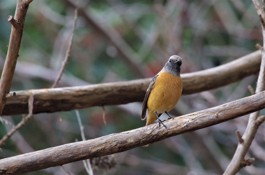 昨日のジョビ君　1