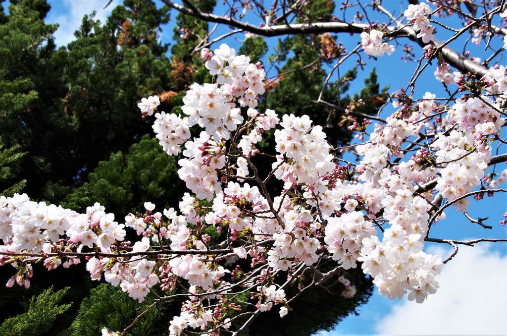 いい日の桜 (1)