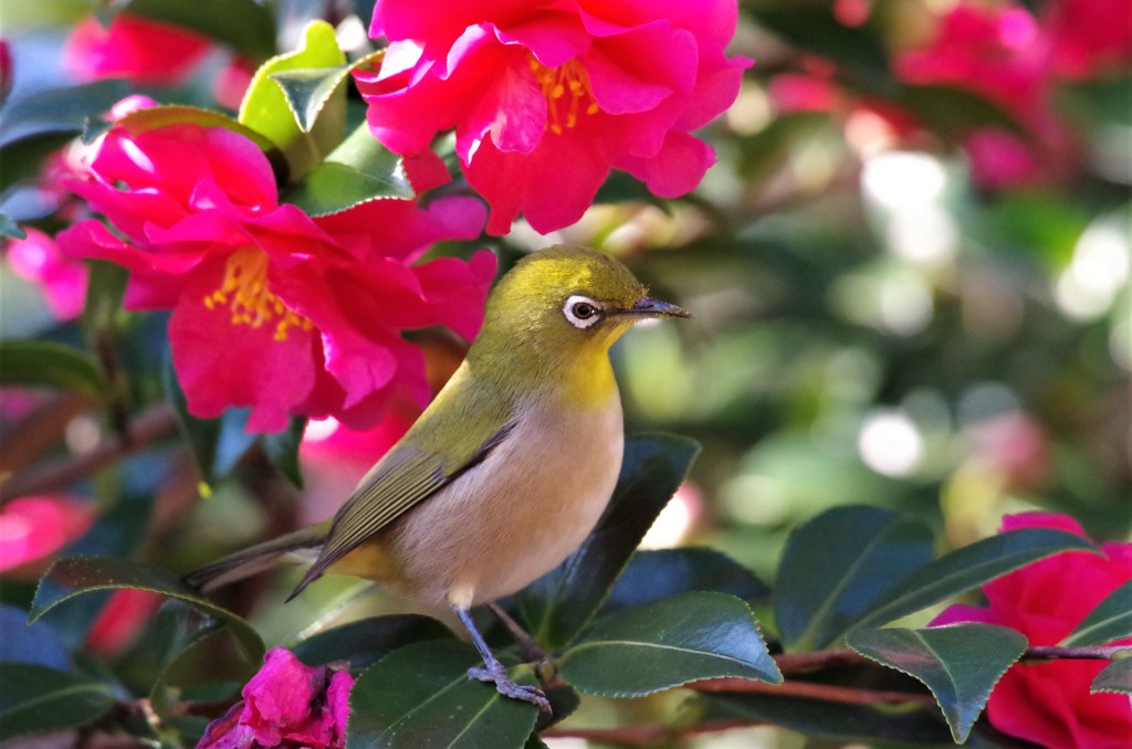 メジロちゃん (1)