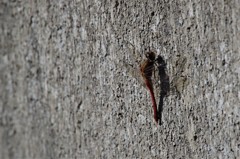 昨日のトンボ (1)