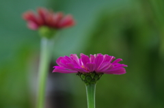 ヒャクニチソウ