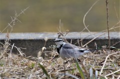 昨日のセキレイ (2)