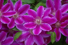 昨日のクレマチス (1)