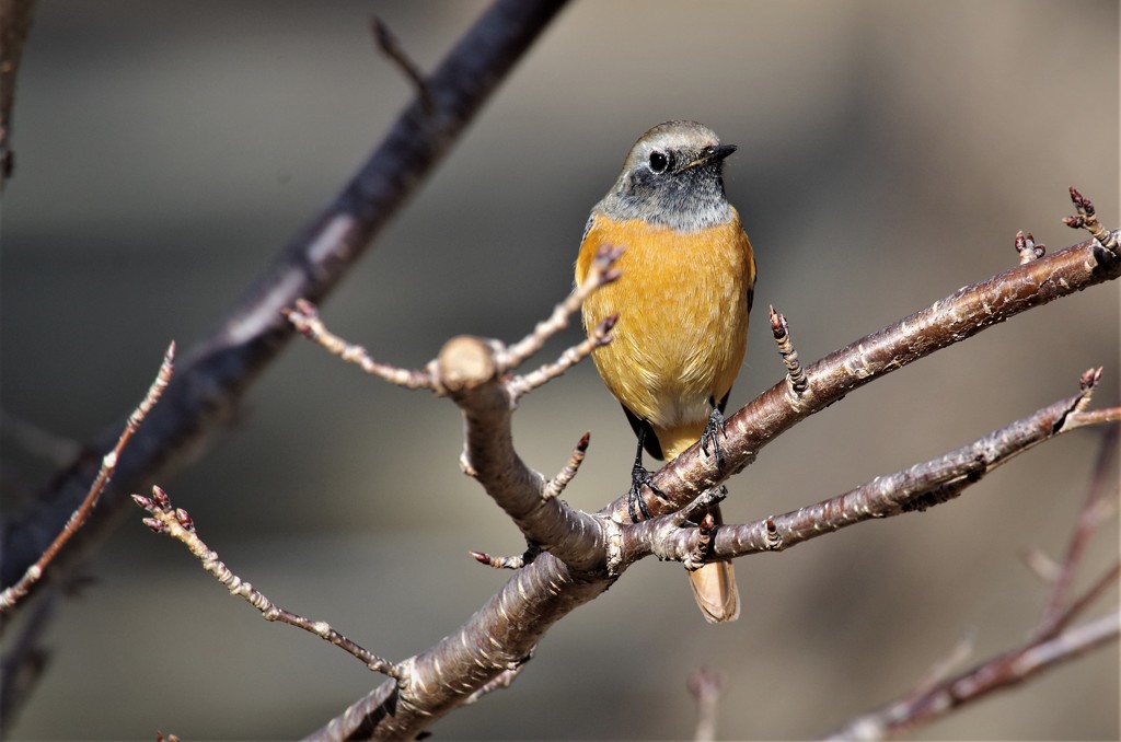 2018初のジョビ君