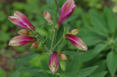 アルストロメリアのつぼみ