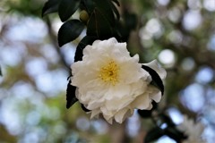 白い山茶花