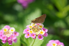 ランタナとセセリチョウ (1)