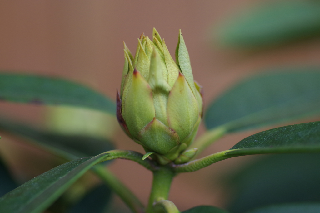 ブルー・エンサインのつぼみ