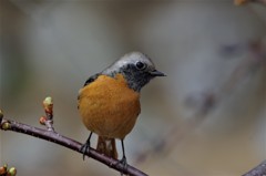 昨日のジョビ君 (1)