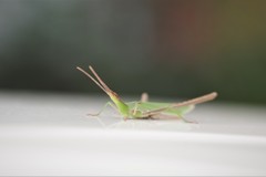 バッタちゃん (1)