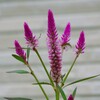 お隣さんの花
