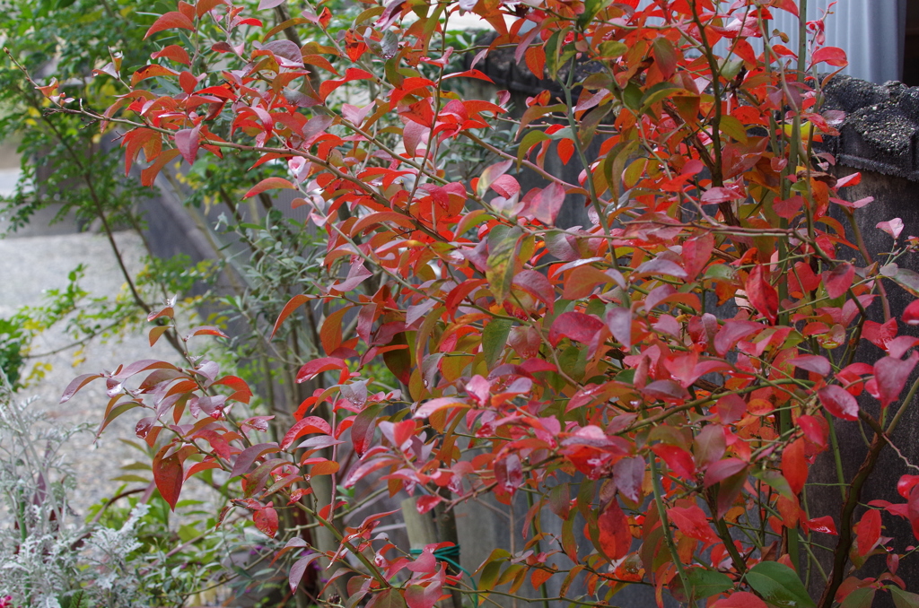 紅いブルーベリー