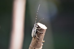 キボシカミキリ