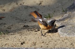 昨日のジョビ君 (5)