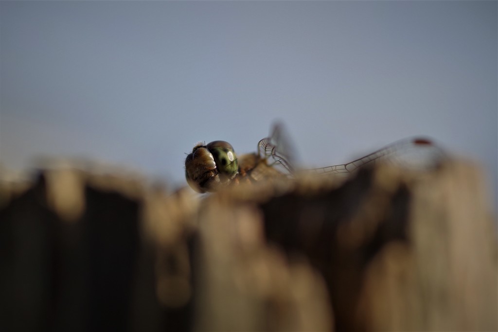 昨日のトンボ (2)