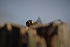 昨日のトンボ (2)