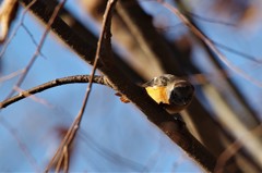 昨日のジョウビタキ 